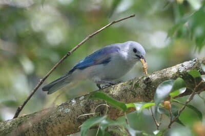 Blue-gray Tanager