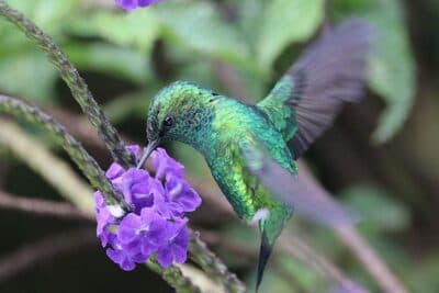 Male Western Emerald