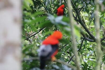 Two Male Andean Cock-of-the-rocks