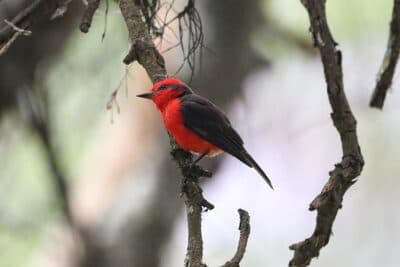 Male Vermilion Flycatcher