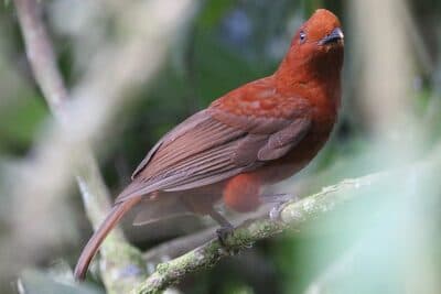 Female Andean Cock-of-the-rock