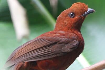 Female Andean Cock-of-the-rock