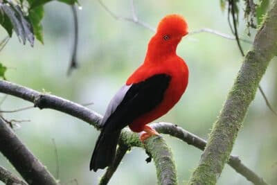 Male Andean Cock-of-the-rock