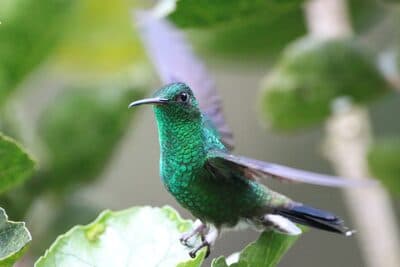 Male Western Emerald