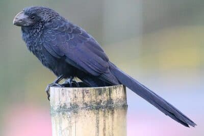 Smooth-billed Ani