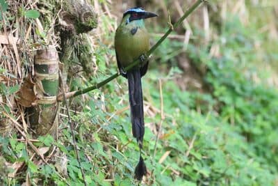 Andean Motmot