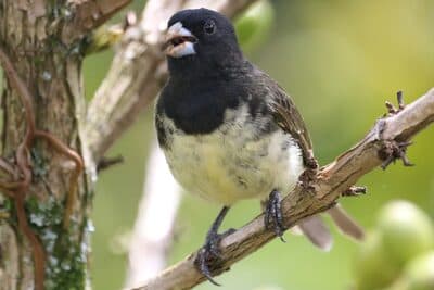Male Yellow-bellied Seedeater