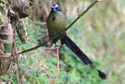 Andean Motmot